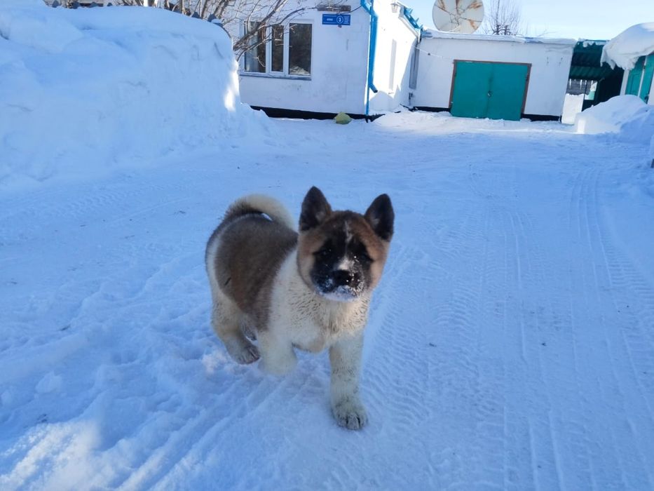 Щенки американской акиты