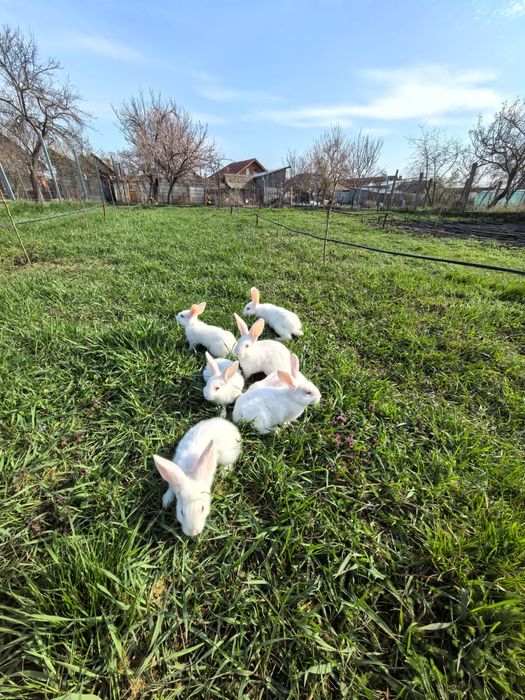 Cadou de Paște alb sau gri