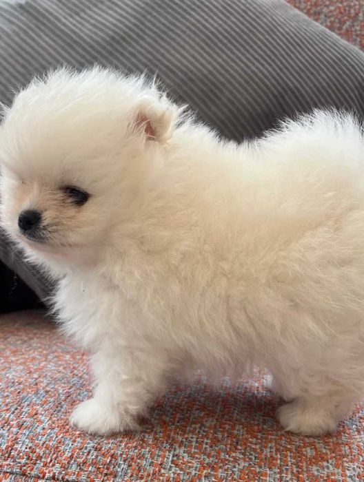 Померан мини и стандартен