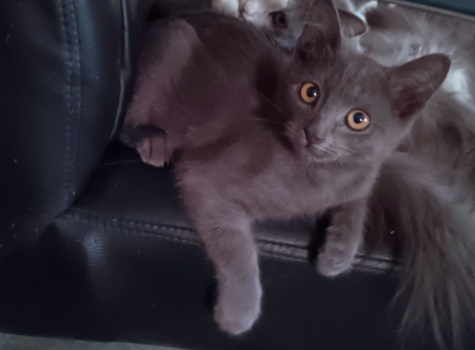 Котята бесплатно