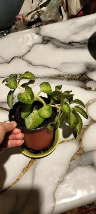 Продам мята плектрантус.