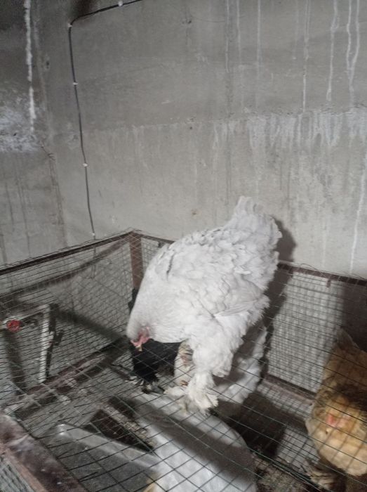 Brama zotli tovuq xoʻrozlar sotiladi