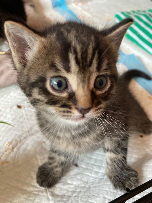 Котики в добрые руки