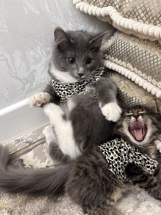 Котенок 4 мес даром