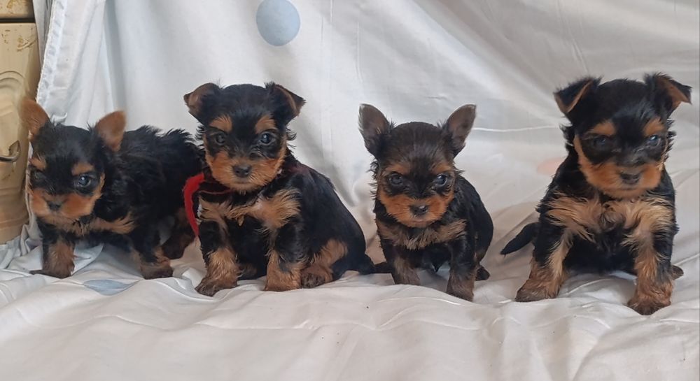 Мини мальчик Йоркширский терьер