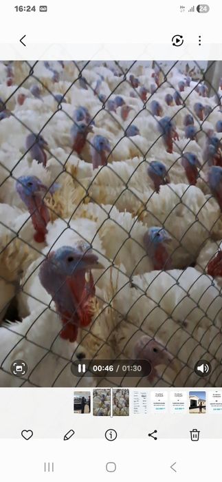 Куркалар сотилади тирик вазнга 45000 сум