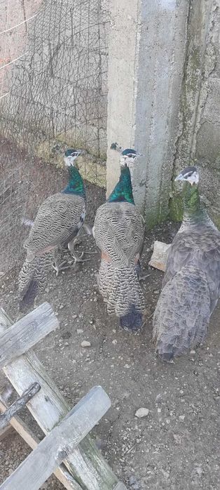 Мъжки индийски пауни на 7 месеца