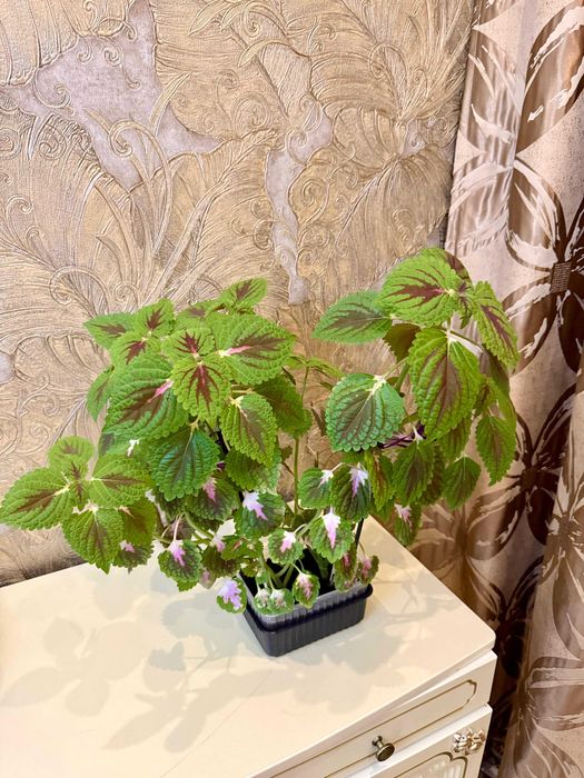 Шикарный красивый Колеус