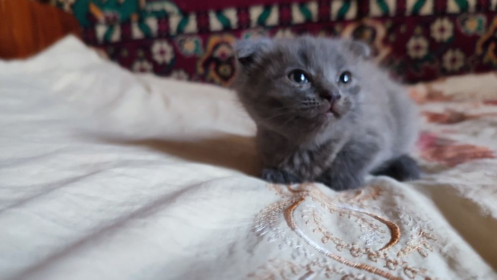 Отдам котят красивых мальчик и девочка