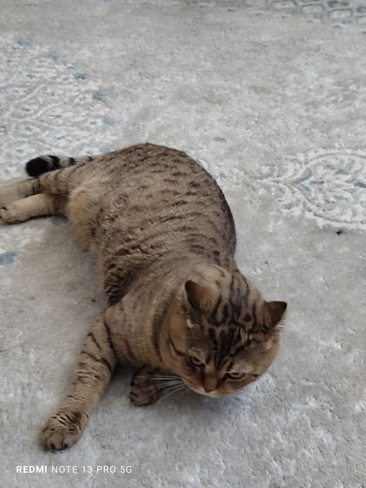 Продам британский кот