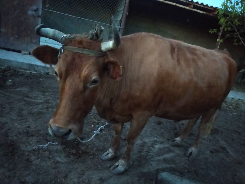 Соғымға сиыр сатылады