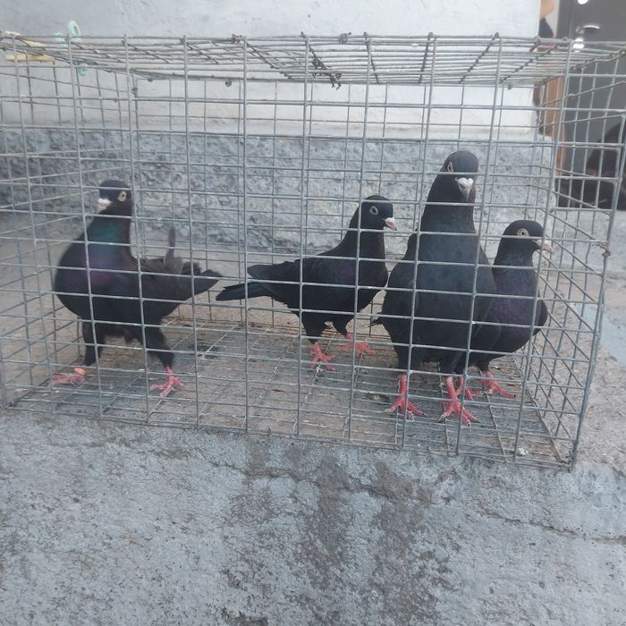 Жук Иран 3 самец 1 самка