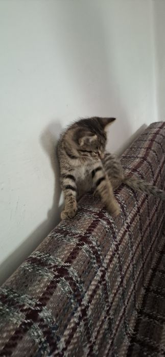 Отдам Котёнка в добрые руки
