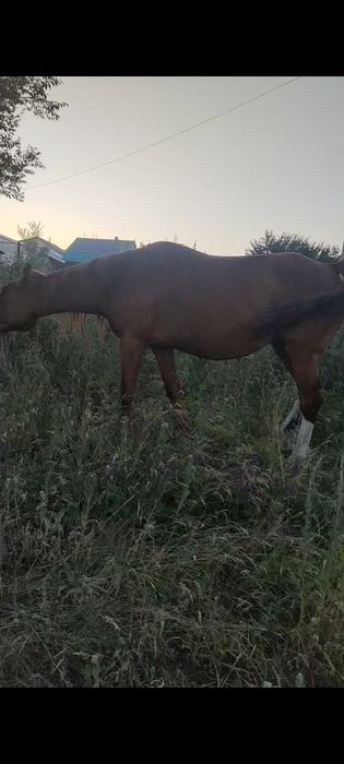 продаётся чистакровная кобыла