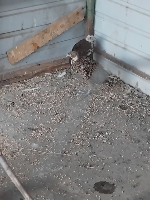 Fazani disponibili
