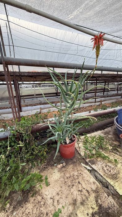 Fikus Kala Malochay Aloe Gullari sotiladi