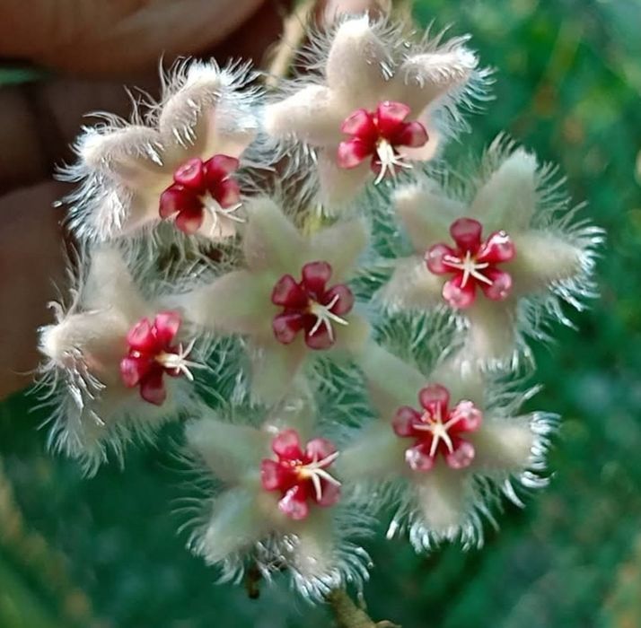 Hoya,  Lacrima Maicii Domnului