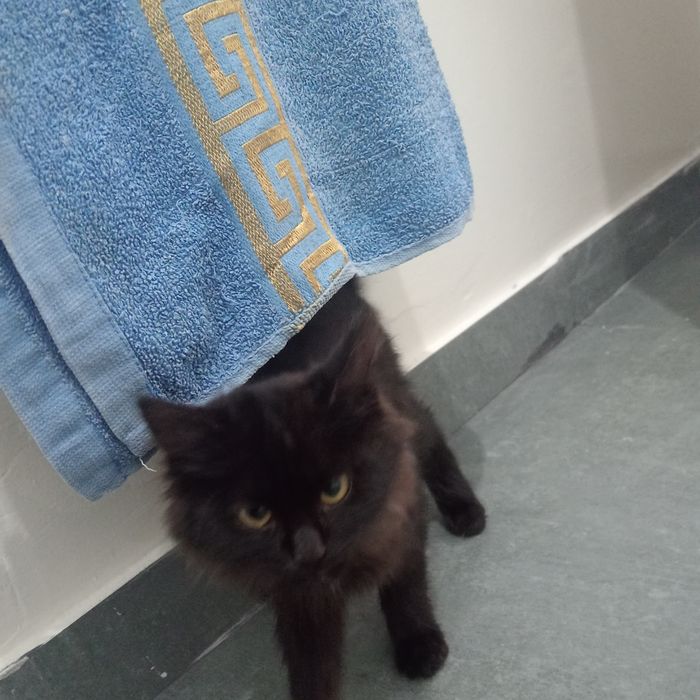 Отдам в добрыйе руки котятку