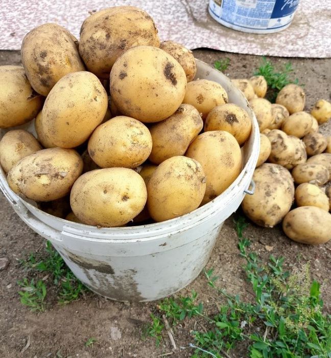 Домашний картофель