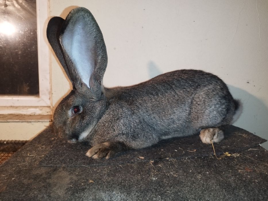 Uriaș German de vânzare!