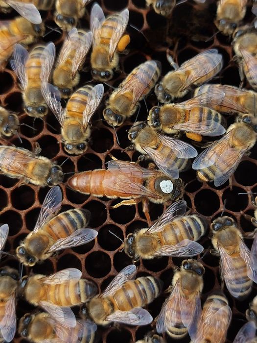 Vând mătci Buckfast