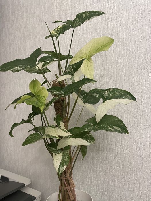 Сингониум Империал Вайт