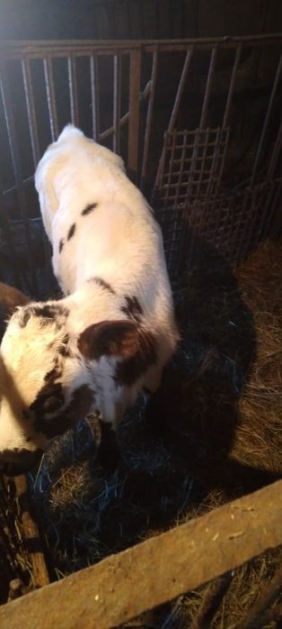 Продам  телят 190