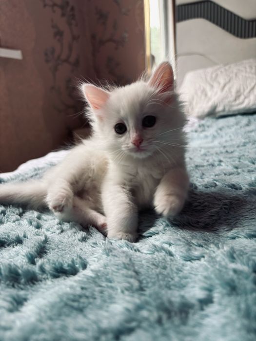 Очаровательные котята ищут дом!