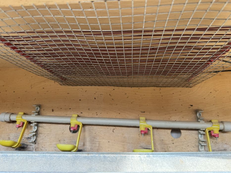 Клетки для перепелов