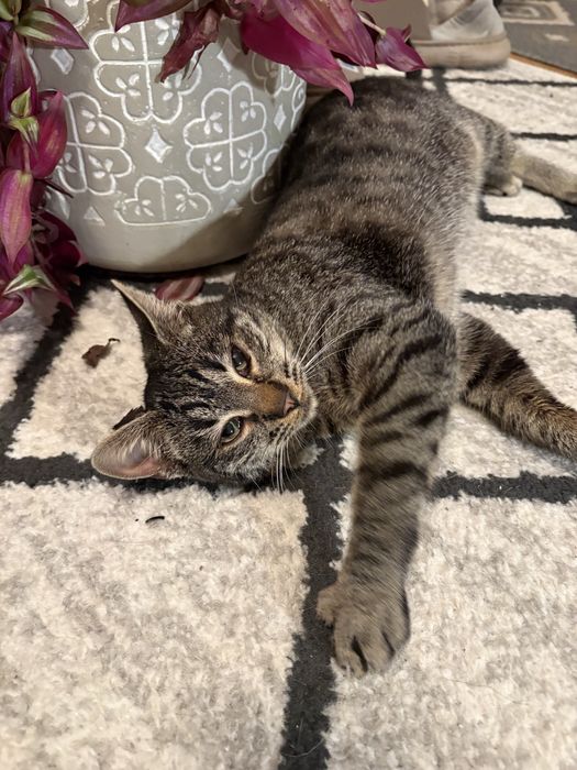 Adopție pisicuță gri tărcat, 6-7 luni, jucăușă și iubitoare