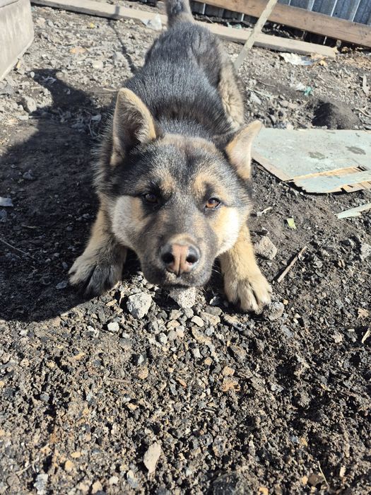 Собака 5 месяц..