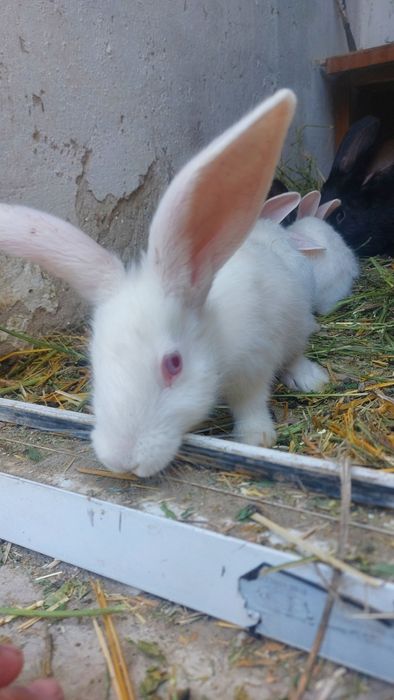 Крольчиха с крольчатами