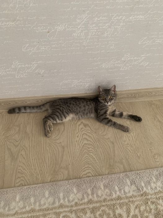 котенок в добрые руки