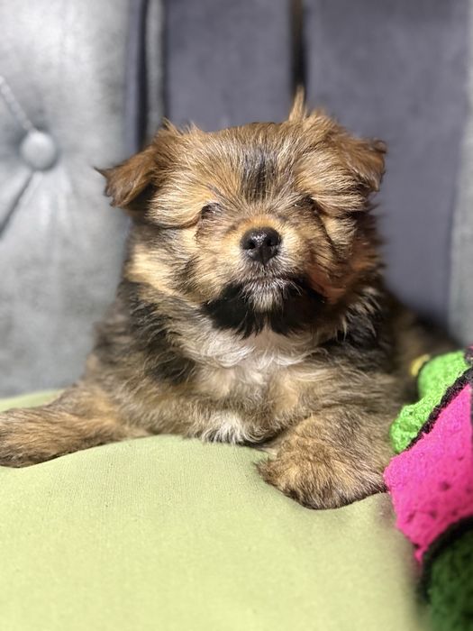 Продаются щенки.