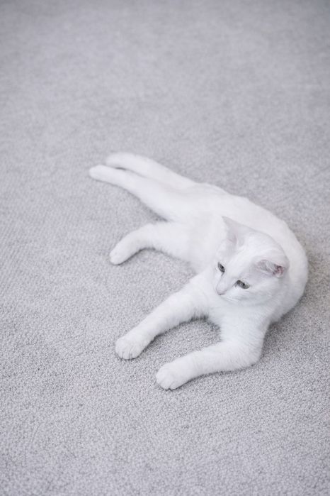 Белая кошка кошечка турецкая анатолийская ангора