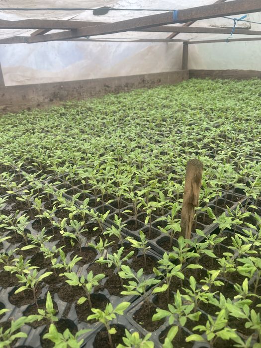 Rosii Rila,Castraveti-Spino