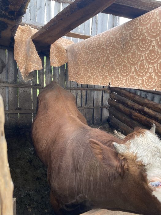Продам быка год 3 месяца