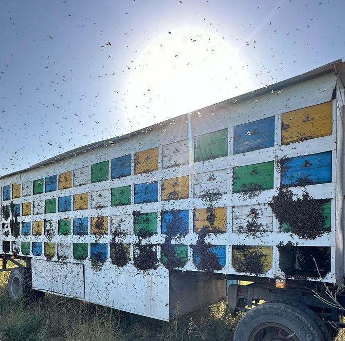 пчелопавелион на 112 улекав