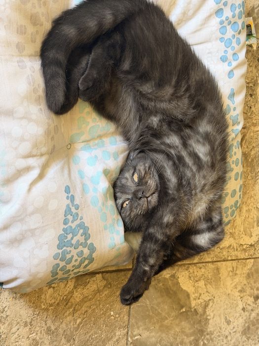 Шотландско правоухо котенце , женско