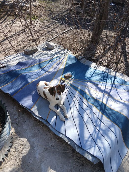 Охотник   собака