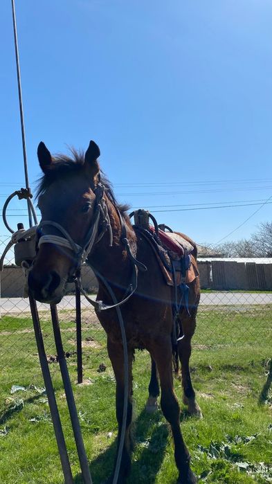 Жылқы малы жуас мінгі