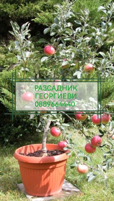 Мини (колонни) овощни дръвчета