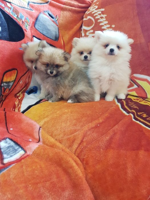 Померан померанчета Гр. София