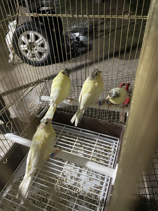 kanareyka maladoyla sotiladi