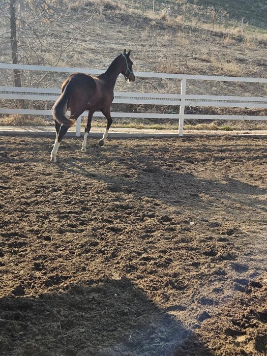 Продаются годовалые жеребцы