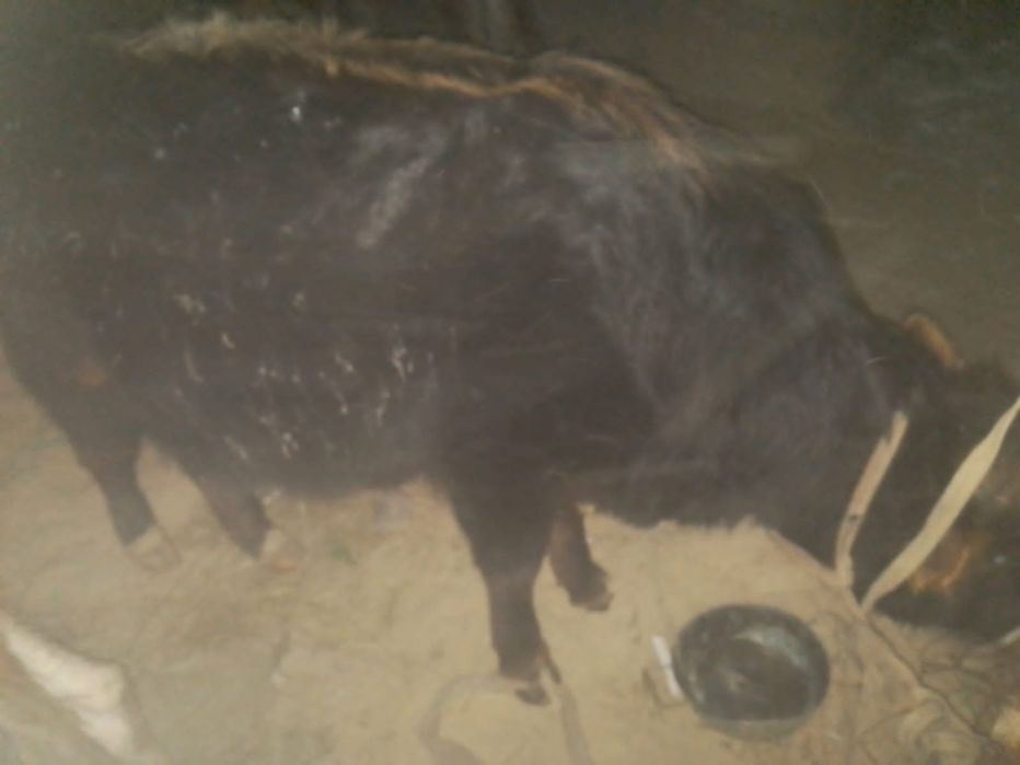 9 айлық бұқа сатылады