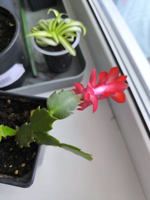 Продам комнатные цветы