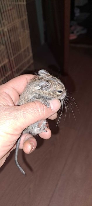Veverite degu diferite varste