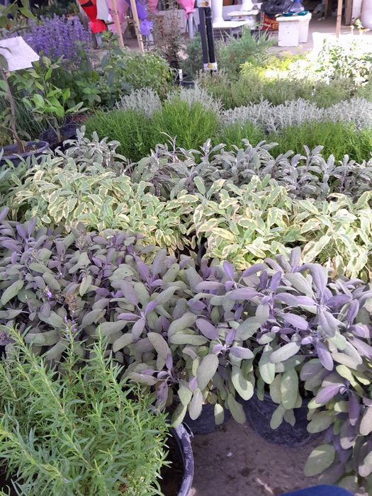 Многолетные вечнозеленные похучие лечебные полукустарники