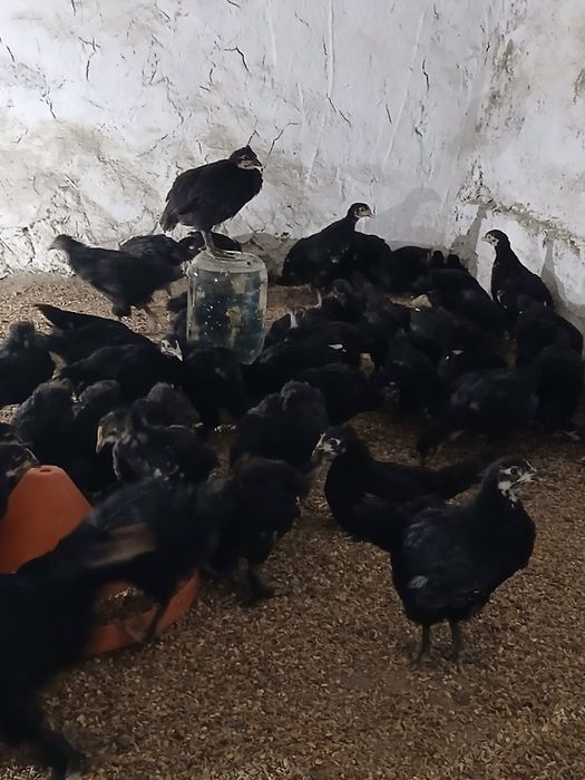 45 kunlik andijon qora jo‘jalari